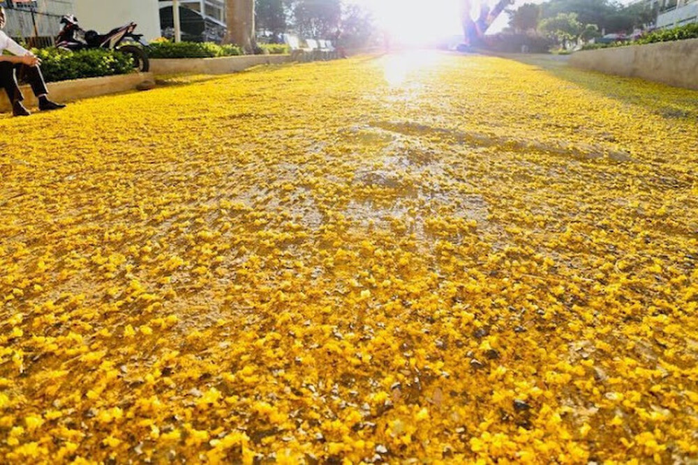 Lâm Đồng: Kỳ lạ cây phượng bỗng nở hoa vàng rực rỡ giữa mùa đông - Ảnh 4.
