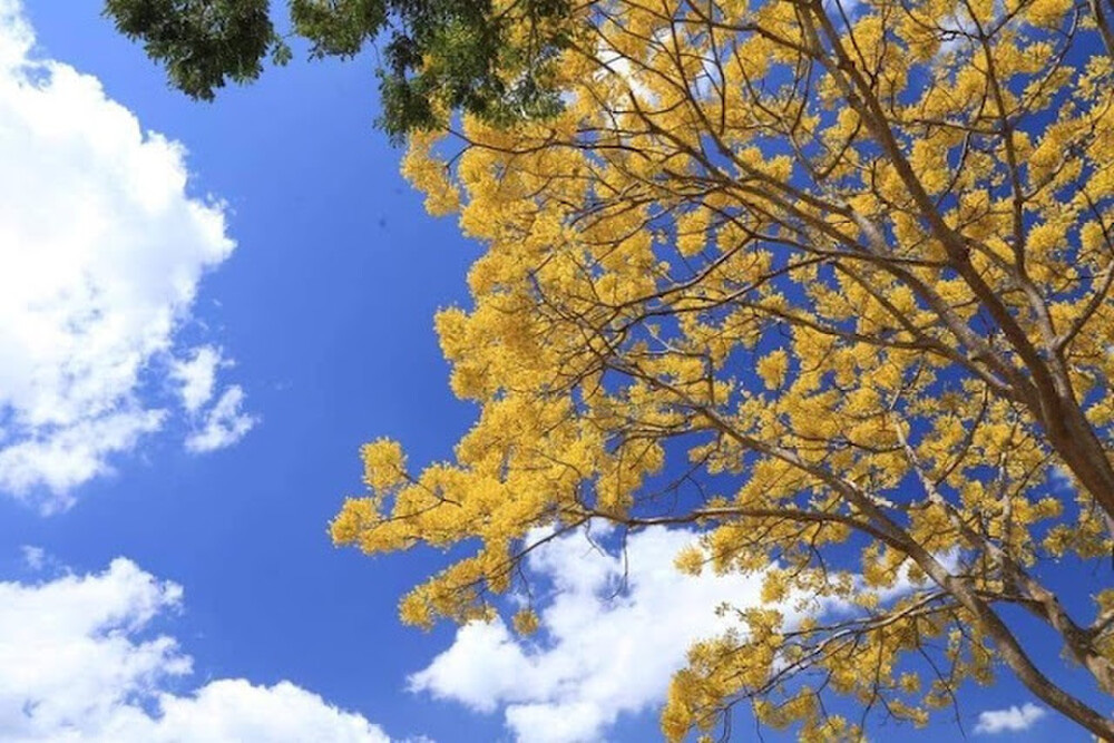 Lâm Đồng: Kỳ lạ cây phượng bỗng nở hoa vàng rực rỡ giữa mùa đông - Ảnh 3.