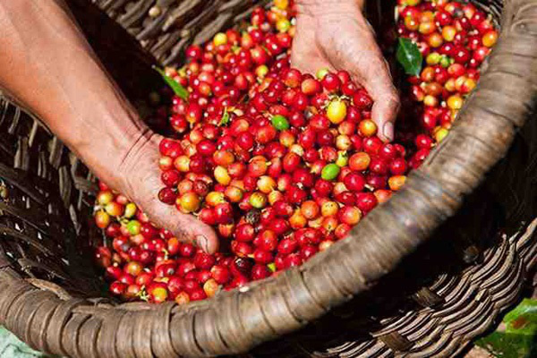 Giá nông sản hôm nay (22/12): Giá cà phê, giá hạt tiêu tiếp tục đà đi xuống, Hà Nội có giá lợn hơi cao nhất - Ảnh 3.