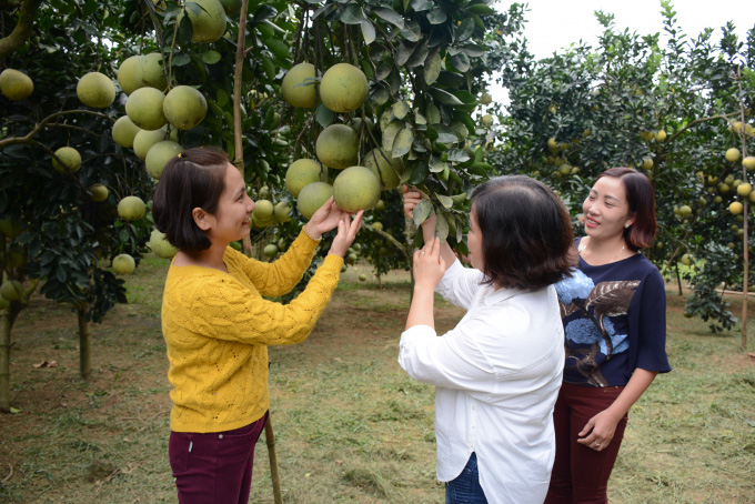 Bưởi tiến vua rớt giá thê thảm - Ảnh 4.