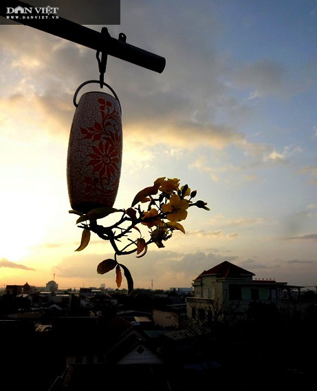 Dị nhân ở Quảng Nam có hàng trăm cây bonsai ngược được xác nhận kỷ lục Việt Nam - Ảnh 10.