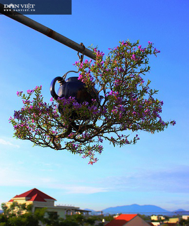 Dị nhân ở Quảng Nam có hàng trăm cây bonsai ngược được xác nhận kỷ lục Việt Nam - Ảnh 1.