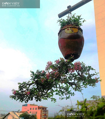 Dị nhân ở Quảng Nam có hàng trăm cây bonsai ngược được xác nhận kỷ lục Việt Nam - Ảnh 13.