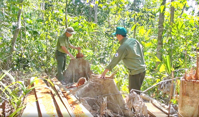 Phú Yên: Khởi tố 19 đối tượng mở đường tàn phá rừng giáp ranh - Ảnh 2.