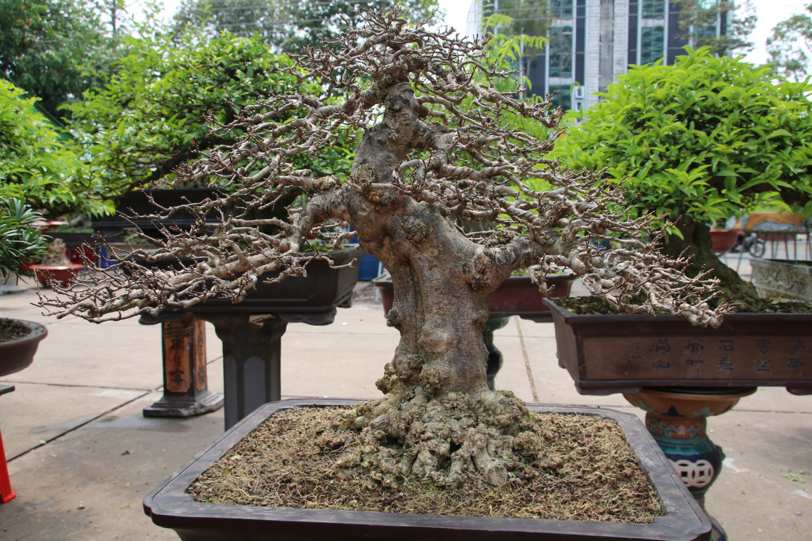 Long An: Nghề makeup cho cây kiểng bonsai, vừa làm vừa chơi cũng ra tiền, đến đàn bà con gái còn ham - Ảnh 3.