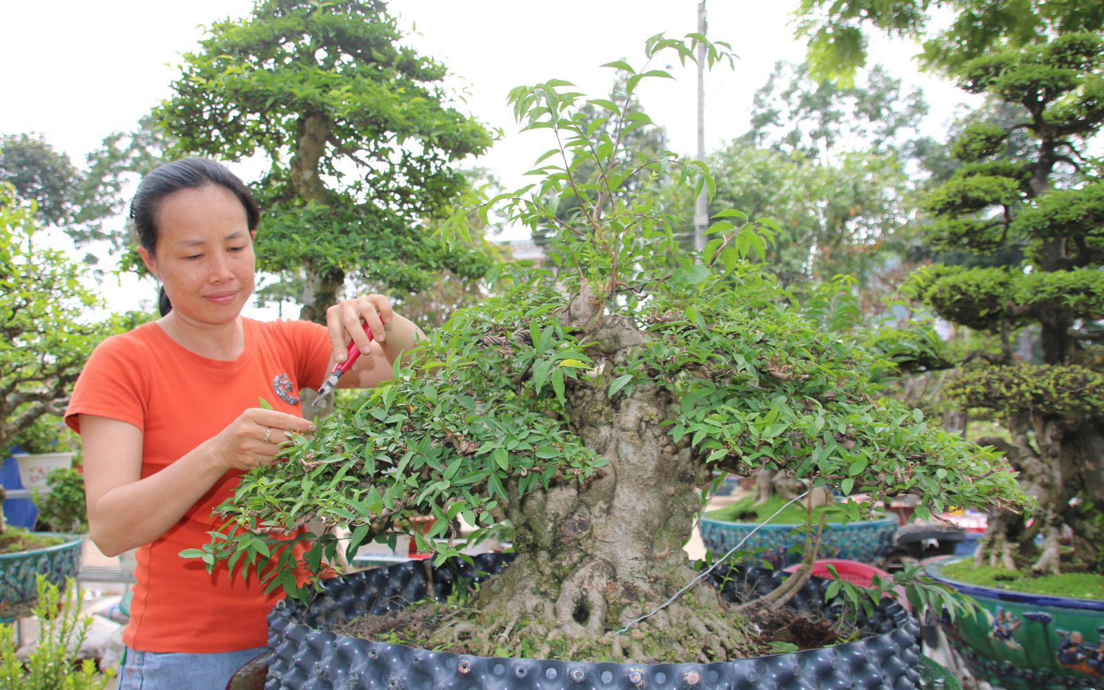 Long An: Nghề makeup cho cây kiểng bonsai, vừa làm ... ( https://danviet.vn › Nhà nông ) 