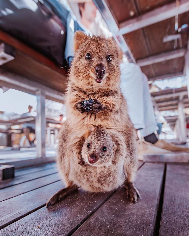 Selfie cùng Quokka - loài động vật hay cười đáng yêu nhất thế giới - Ảnh 4.