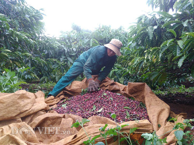 Giá nông sản hôm nay (23/12): Giá tiêu tiếp tục đi xuống, người dân lỗ với giá cà phê hiện tại - Ảnh 2.