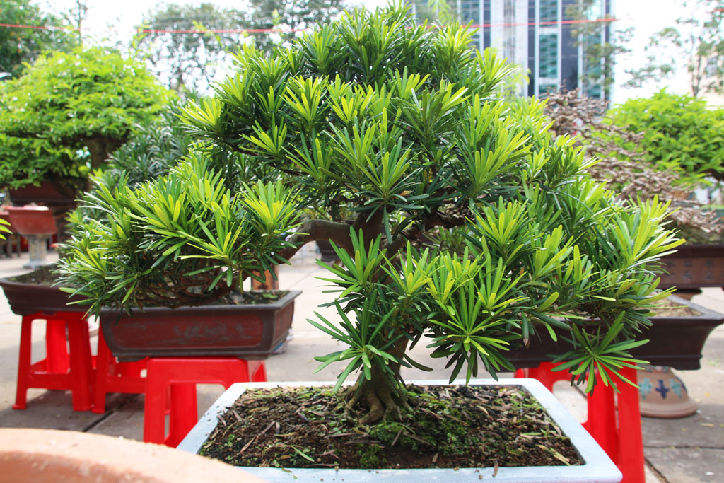 Long An: Nghề makeup cho cây kiểng bonsai, vừa làm vừa chơi cũng ra tiền, đến đàn bà con gái còn ham - Ảnh 5.