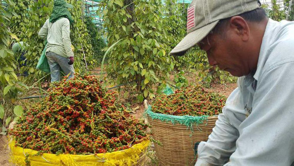 Giá nông sản hôm nay (24/12): Gần Tết giá lợn hơi vẫn tiếp tục tăng mạnh, giá tiêu theo đà đi xuống - Ảnh 2.