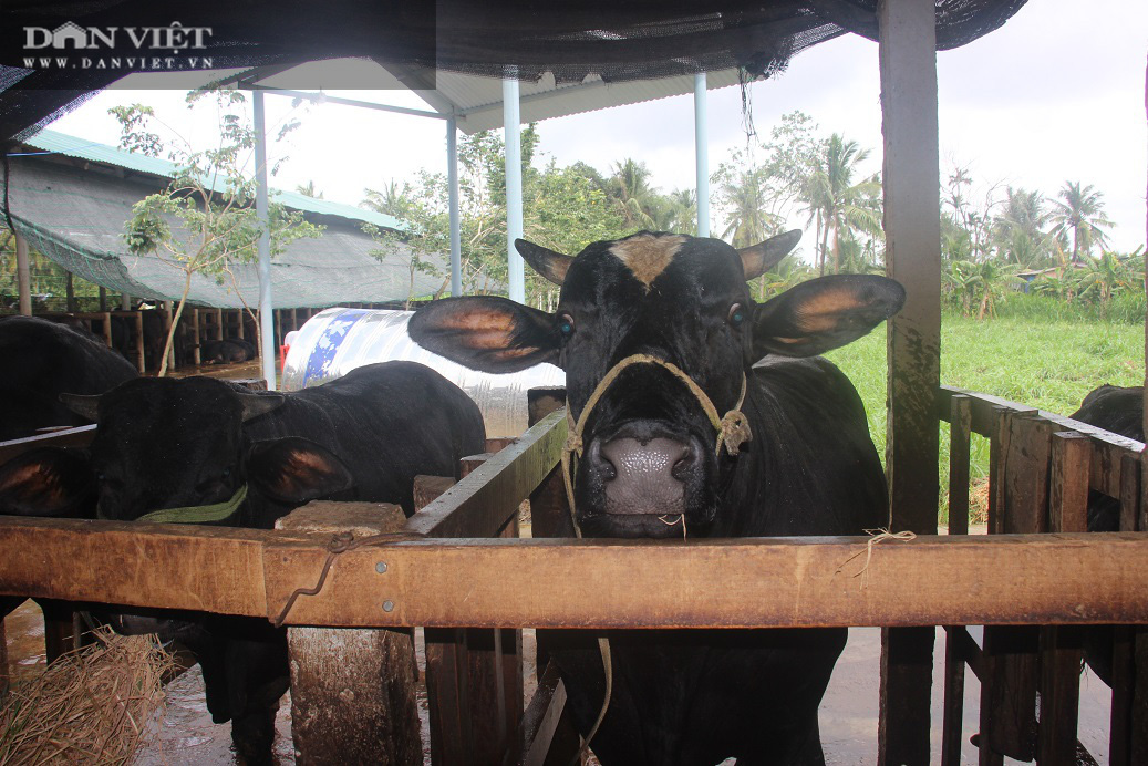 Cận cảnh trang trại nuôi bò vỗ béo “khủng”, hàng trăm con xếp hàng đều tăm tắp của ông nông dân Bình Định - Ảnh 6.