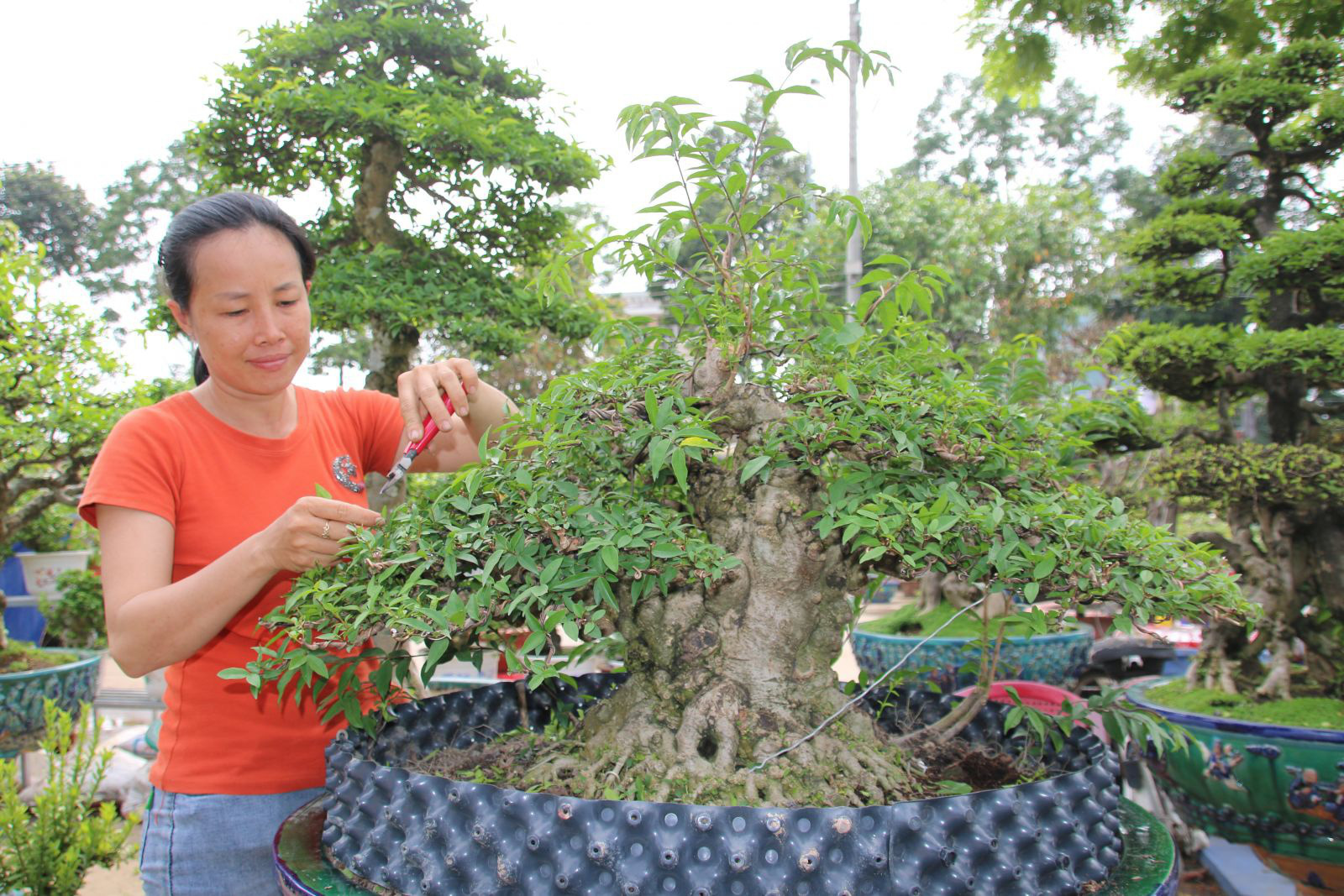 Nghề &quot;trang điểm&quot; cây cảnh dịp Tết, vừa làm vừa chơi cũng đếm tiền mỏi tay - Ảnh 4.