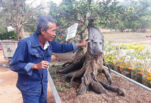 &quot;Chấn động&quot; giới chơi cây cảnh: Cây khế &quot;kỳ quái&quot; có thân hình đồ sộ tới 19 thân - Ảnh 3.