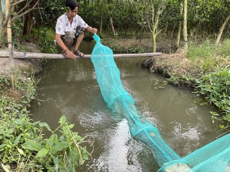 Về đồng ăn tép rong-thứ ngày xưa là thức ăn cho gà vịt nay tôn lên hàng đặc sản hiếm có khó tìm - Ảnh 1.