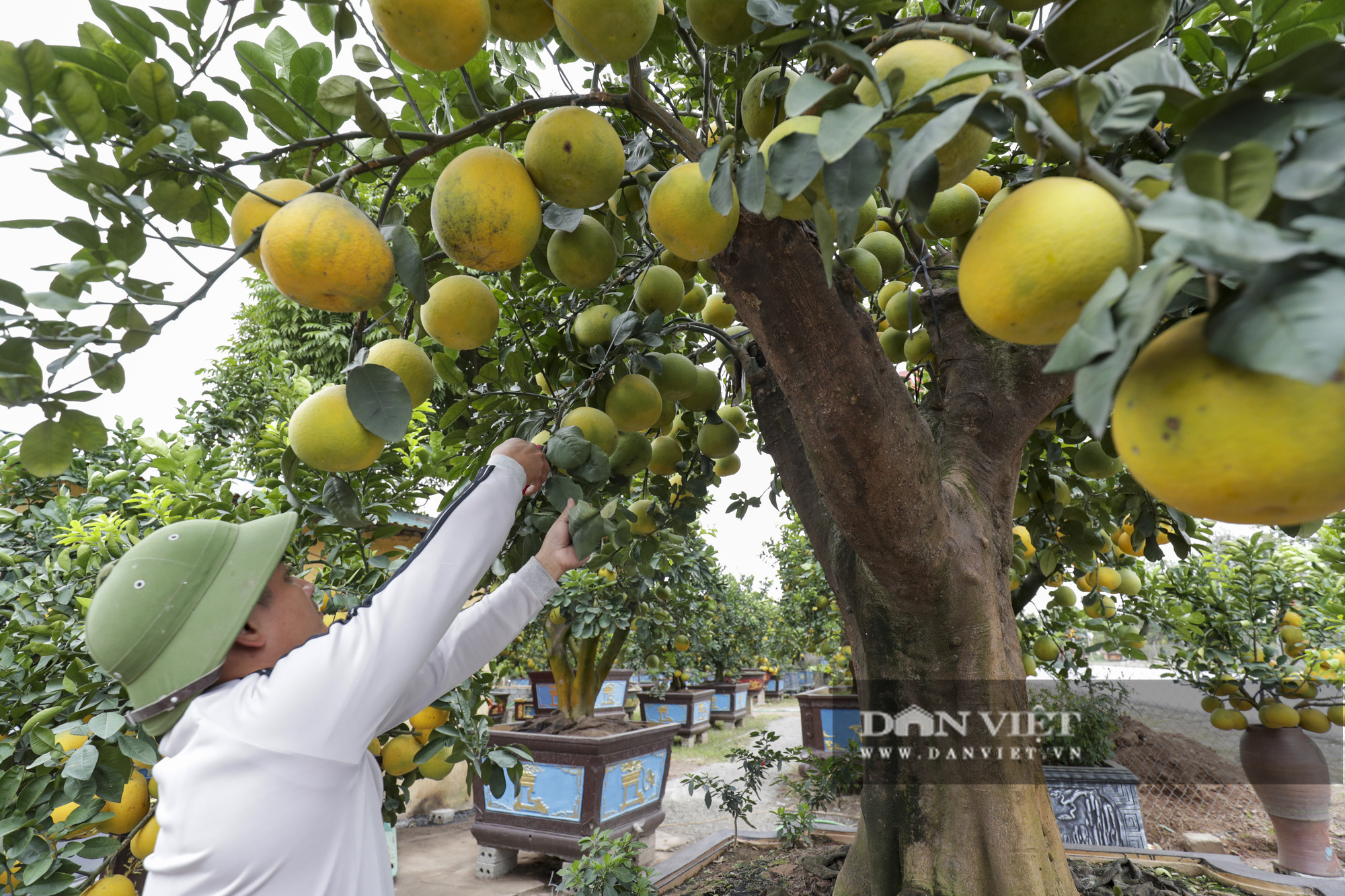 Chiêm ngưỡng &quot;Siêu bưởi cổ&quot; dáng làng giá 200 triệu chưa bán chưng Tết 2020 - Ảnh 7.