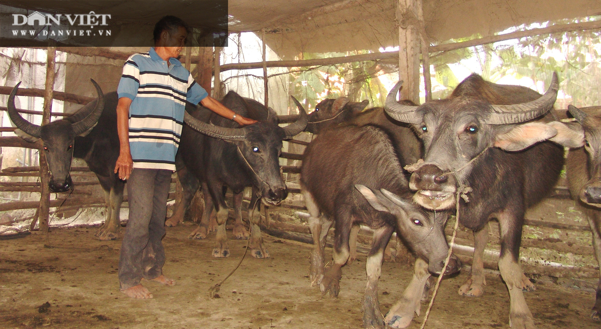 Nuôi trâu “xen canh” lúa, nông dân vùng biên thành triệu phú - Ảnh 2.