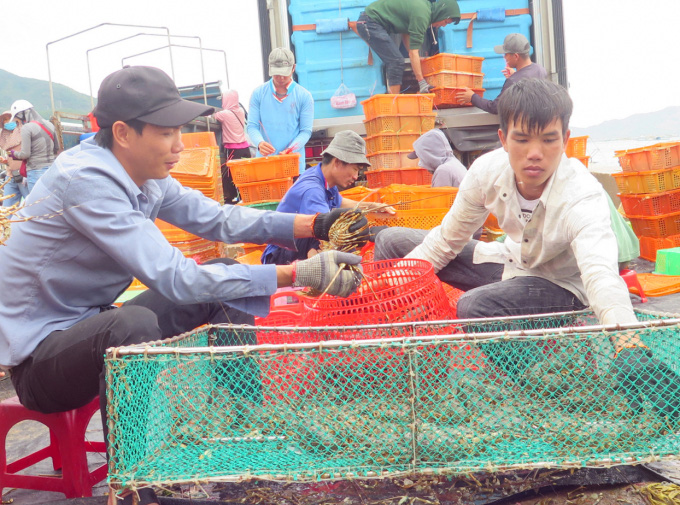 Giá tôm hùm thương phẩm tăng cao kỷ lục - Ảnh 4.