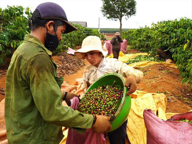 Tây Nguyên: Cà phê chín đỏ vườn, người thuê hái lắc đầu bỏ đi - Ảnh 1.