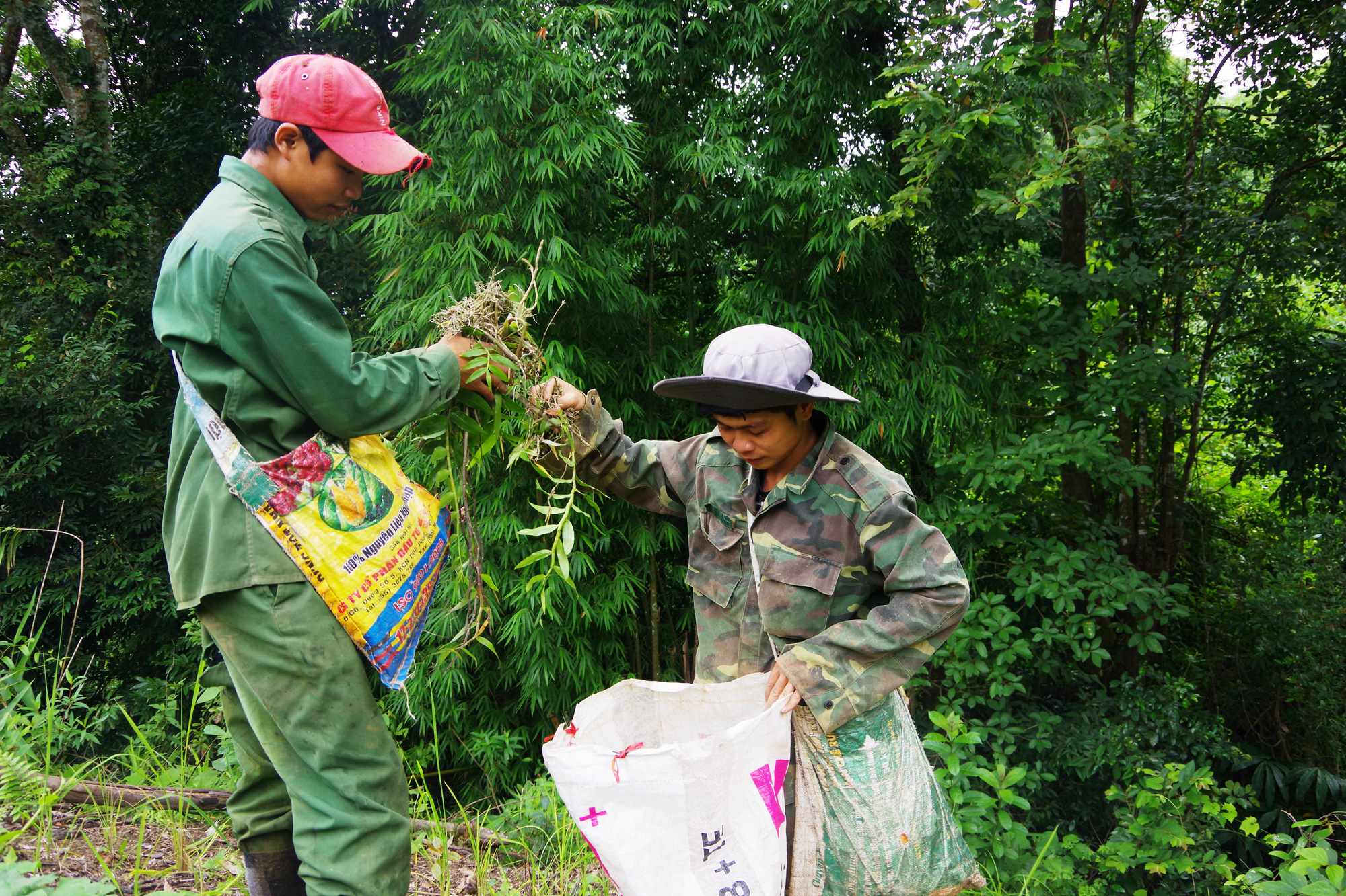 Kon Tum: Hái lan rừng-nghề nguy hiểm, vắt hút máu bám vào ống chân nhờn nhợt, phải dùng dao cạo mới rơi ra - Ảnh 14.