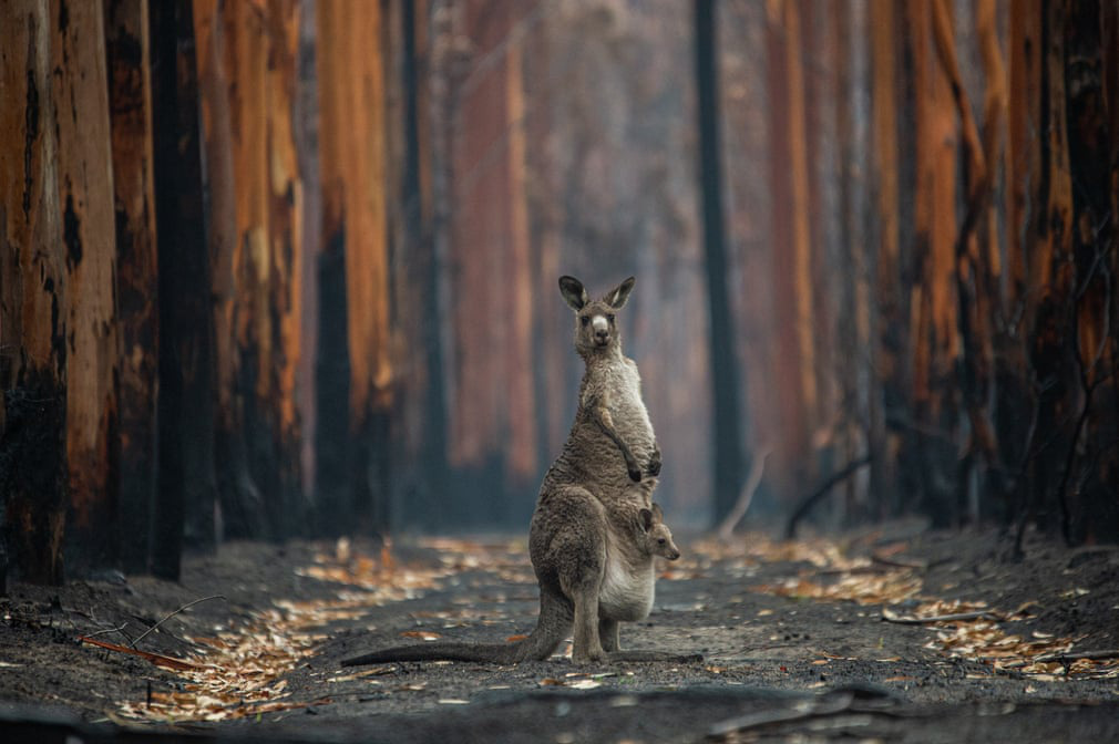 Hai mẹ con kangaroo sống sót sau vụ cháy lọt top ảnh thiên nhiên đẹp nhất năm 2020 - Ảnh 6.