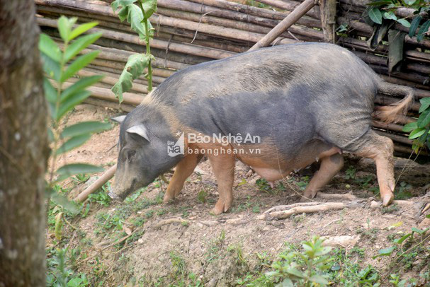 Lợn đặc sản miền Tây Nghệ An khan hiếm, giá 200.000 đồng/kg - Ảnh 2.