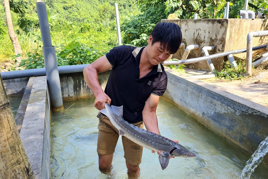 Nguy cơ &quot;vỡ trận&quot; cá tầm Việt: Đến lượt Hội Cá nước lạnh Lào Cai kêu cứu - Ảnh 1.