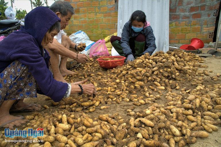 Quảng Ngãi: Nhiều nơi mất mùa rau quả, tôm cá, ở đây dân đào thứ cây ra nhiều củ, trúng mùa được giá - Ảnh 1.