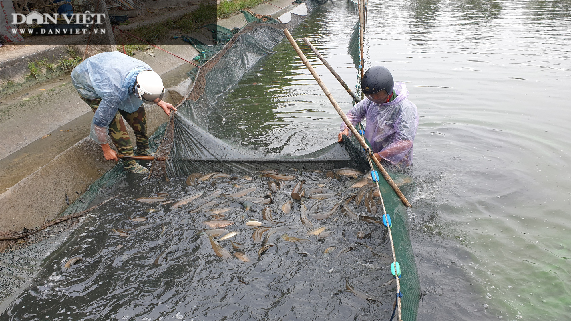 Nam Định: Lão nông kéo cá lóc bán Tết, mỗi mẻ cả vài tấn, người xem đông nghẹt  - Ảnh 5.