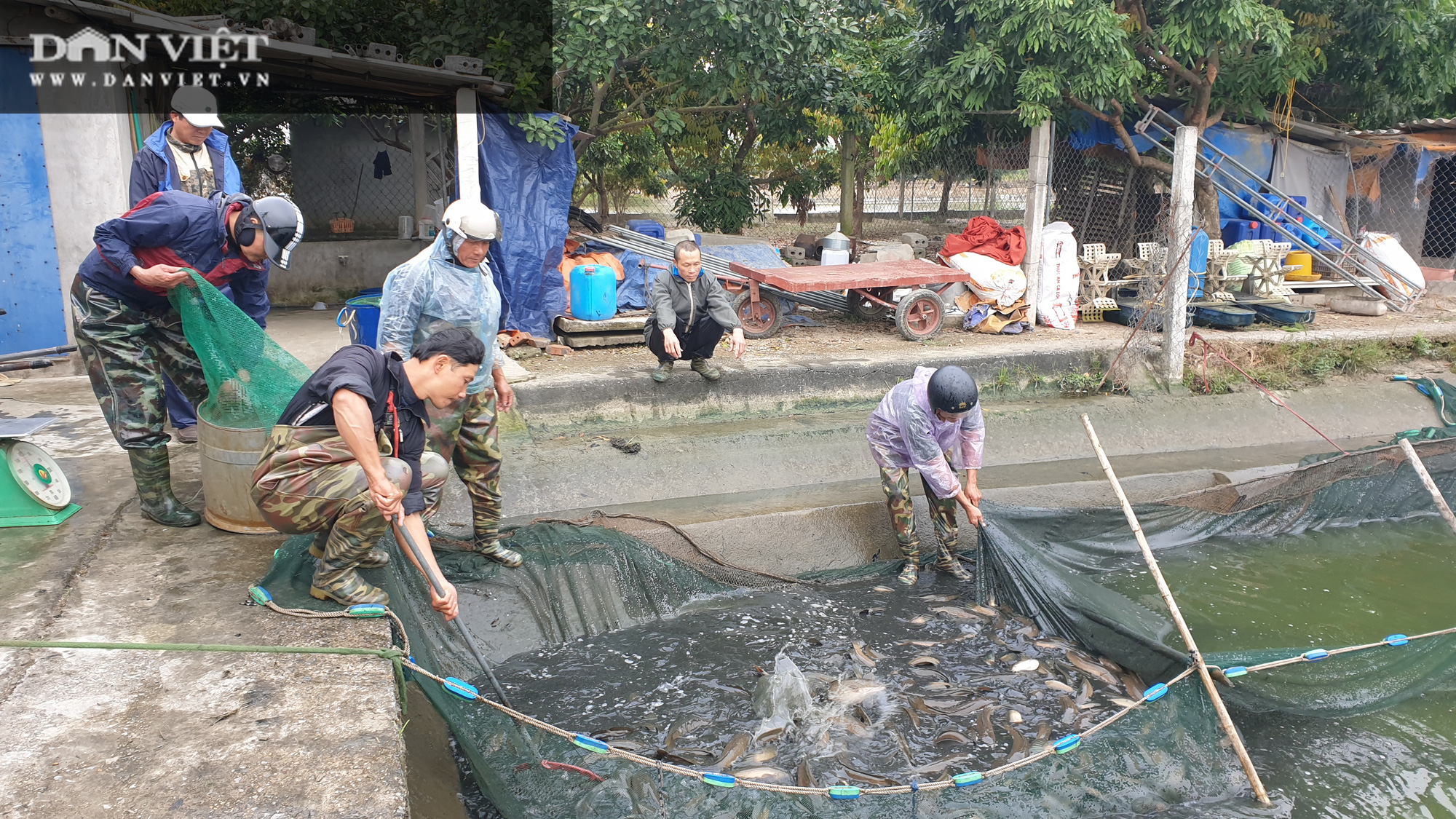 Nam Định: Lão nông kéo cá lóc bán Tết, mỗi mẻ cả vài tấn, người xem đông nghẹt  - Ảnh 2.
