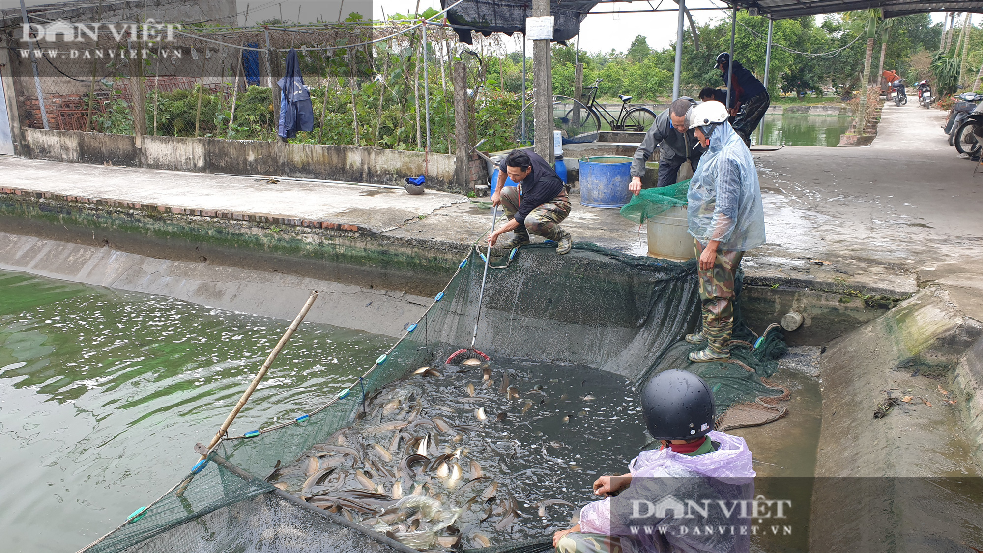 Nam Định: Lão nông kéo cá lóc bán Tết, mỗi mẻ cả vài tấn, người xem đông nghẹt  - Ảnh 7.