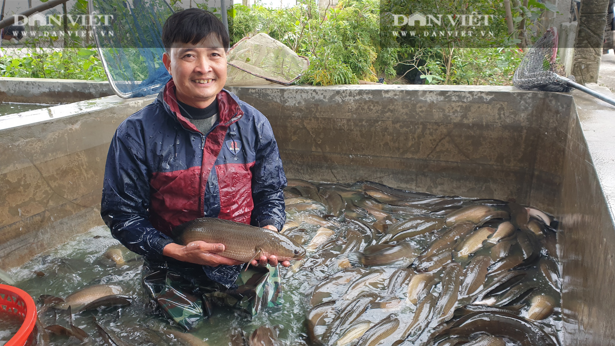 Nam Định: Lão nông kéo cá lóc bán Tết, mỗi mẻ cả vài tấn, người xem đông nghẹt  - Ảnh 3.