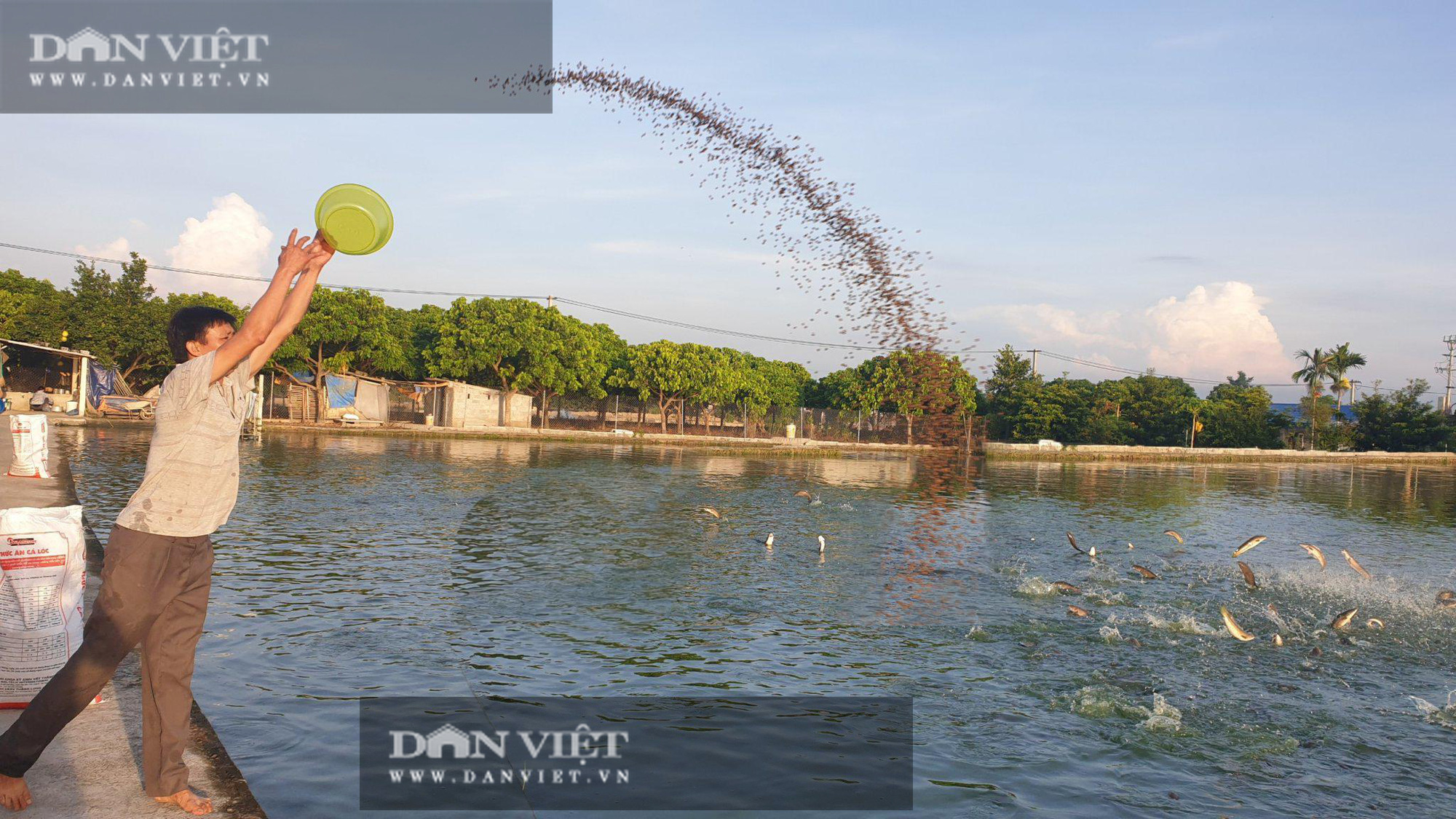 Nam Định: Lão nông kéo cá lóc bán Tết, mỗi mẻ cả vài tấn, người xem đông nghẹt  - Ảnh 6.