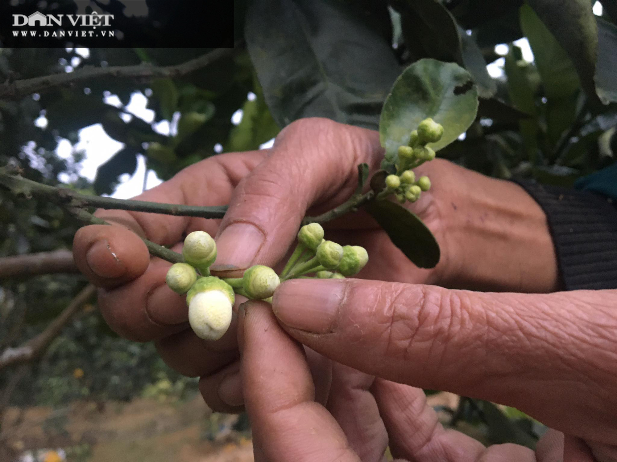 Bất ngờ phát hiện bưởi &quot;siêu ngon&quot; và kế hoạch trồng 1.000ha, xây cả nhà máy nước ép ở huyện Thanh Sơn - Ảnh 3.