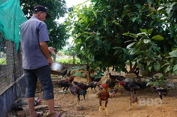 Làm giàu khác người: Không ít nông dân tỉnh Bình Định hiện nay lãi 20 triệu/tháng nhờ ham đá gà từ nhỏ - Ảnh 2.