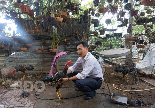 Làm giàu khác người: Không ít nông dân tỉnh Bình Định hiện nay lãi 20 triệu/tháng nhờ ham đá gà từ nhỏ - Ảnh 1.