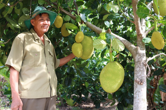 Phú Yên: Bất ngờ với những vườn trồng đủ thứ mít, cây mảng cầu ra trái to bự, nhà nào trồng là giàu - Ảnh 1.