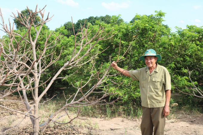 Phú Yên: Bất ngờ với những vườn trồng đủ thứ mít, cây mảng cầu ra trái to bự, nhà nào trồng là giàu - Ảnh 6.