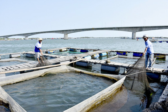 Phát triển bền vững nghề nuôi cá lồng bè ở Long Sơn - Ảnh 2.