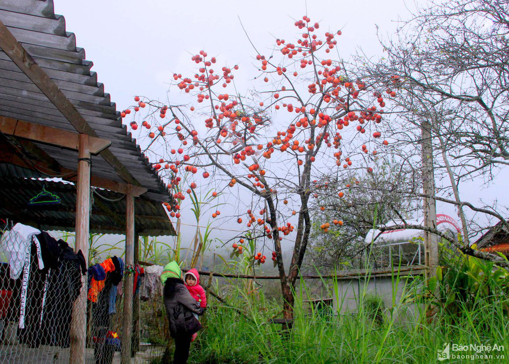 Nghệ An: Vùng biên cương xuất hiện những vườn hồng quả trĩu trịt, ăn ngọt lừ, thương lái trả tận gốc 40.000 đồng/kg - Ảnh 2.