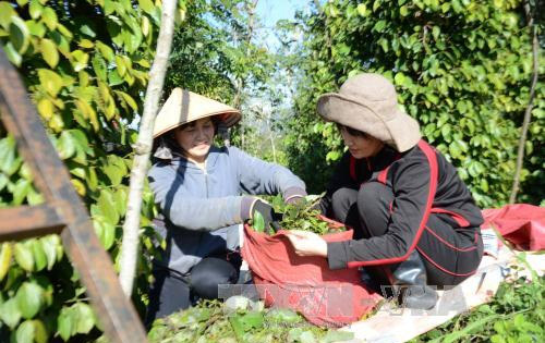 Giá nông sản hôm nay: Cà phê nhích nhẹ, lợn hơi chưa có dấu hiệu giảm tốc - Ảnh 4.