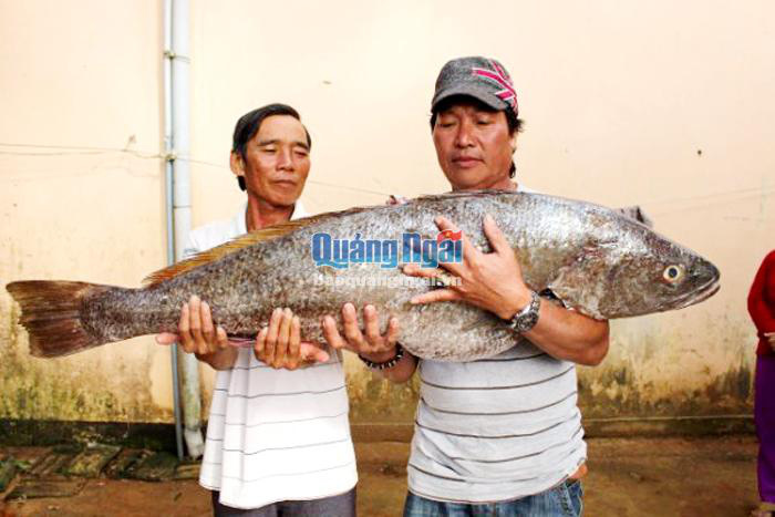 Quảng Ngãi: Bất ngờ bắt được &quot;thủy quái&quot; nặng 18kg, dài 1m, vàng óng ánh, nghi là cá sủ vàng - Ảnh 1.