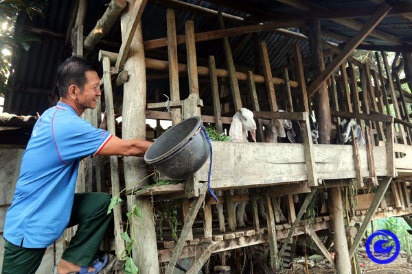 Tiền Giang: Nuôi dê vùng ven biển, nông dân chăm nhàn thu lời cao, có nhà bỏ ra 1 tỷ nuôi đàn dê 200 con - Ảnh 1.