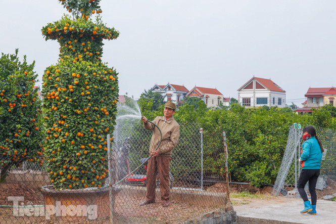 Trồng quýt kiểu này vừa độc, vừa lạ, mỗi &quot;kiệt tác&quot; cao hơn 3m giá chục triệu được khách nườm nượp hỏi mua - Ảnh 5.