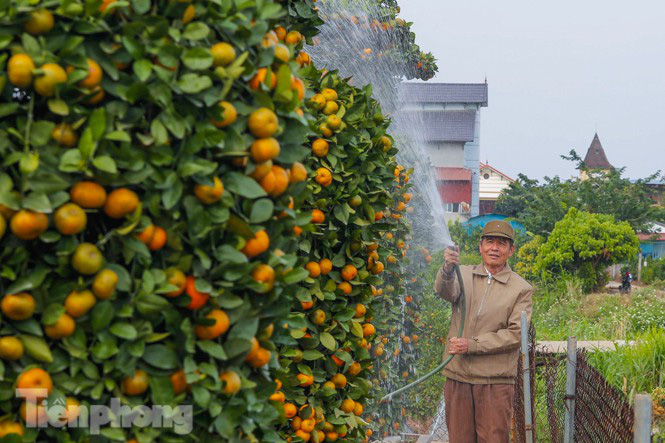 Trồng quýt kiểu này vừa độc, vừa lạ, mỗi &quot;kiệt tác&quot; cao hơn 3m giá chục triệu được khách nườm nượp hỏi mua - Ảnh 9.