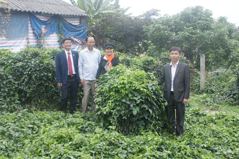Bắc Giang: Một ông nông dân trồng sâm nam &quot;bảo bối&quot;, mọc như bụi rậm, 5 năm mới được đào củ, bán giá 1,5-2 triệu/kg - Ảnh 3.
