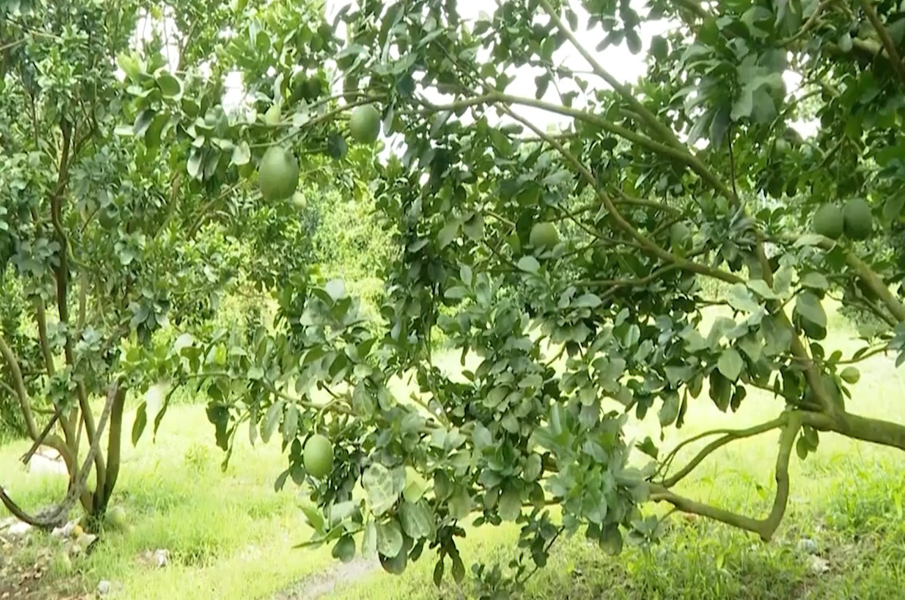 Người dân thị xã Phú Mỹ (Bà Rịa - Vũng Tàu) vươn lên làm giàu nhờ chủ động chuyển đổi cây trồng - Ảnh 2.