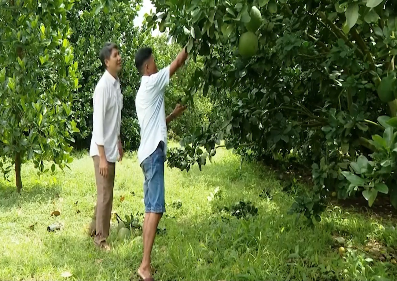 Người dân thị xã Phú Mỹ (Bà Rịa - Vũng Tàu) vươn lên làm giàu nhờ chủ động chuyển đổi cây trồng - Ảnh 3.