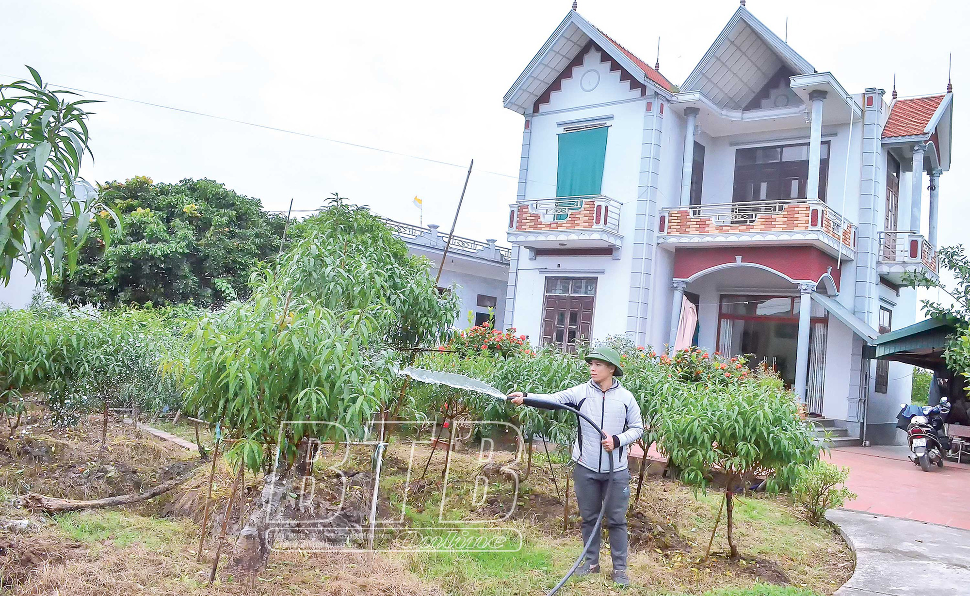 Thái Bình: Chàng kỹ sư xây dựng bỏ việc ở Hà Nội về quê trồng cây báo Tết, ở &quot;biệt phủ&quot; đẹp long lanh - Ảnh 2.