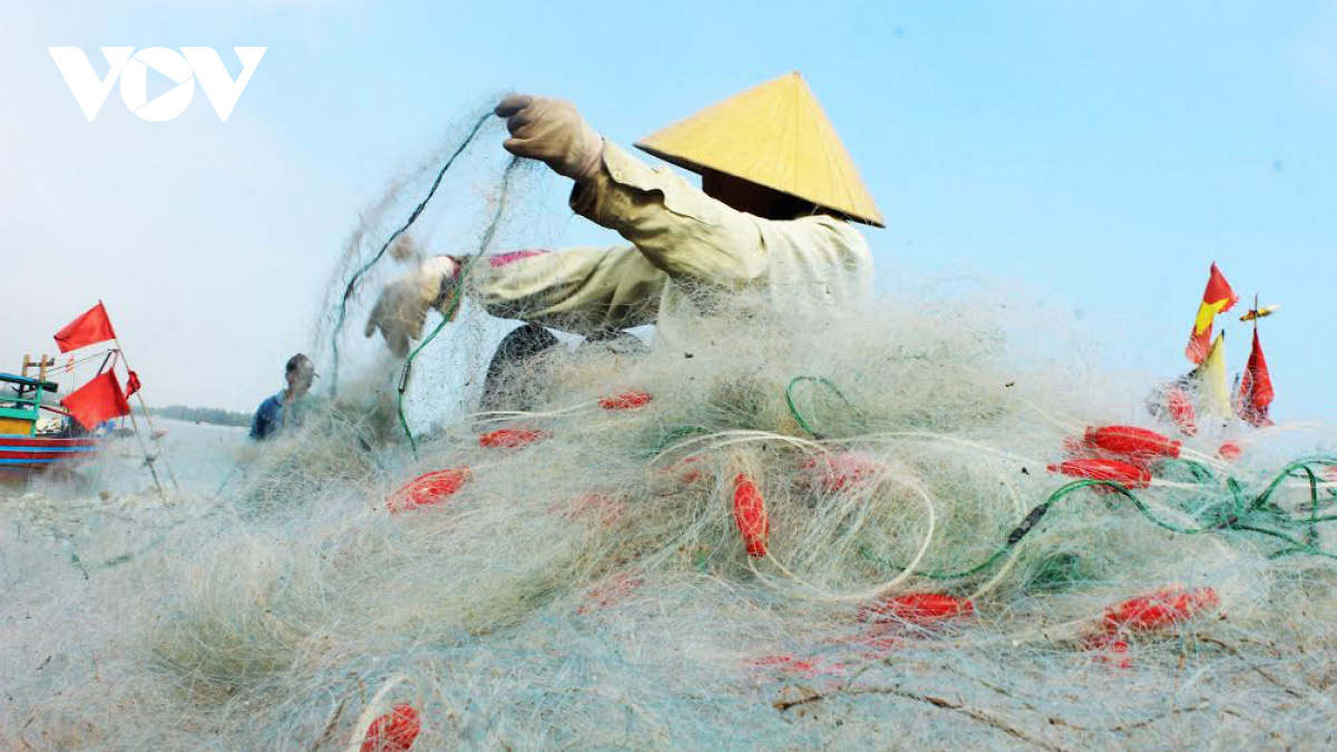 Rộn ràng ra khơi săn loại cá đặc sản, ngư dân Hà Tĩnh thu tiền triệu mỗi ngày - Ảnh 4.