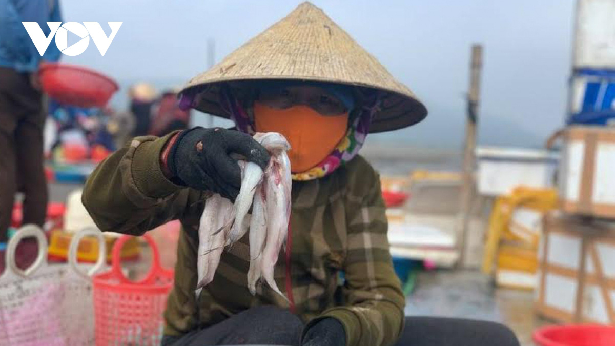 Rộn ràng ra khơi săn loại cá đặc sản, ngư dân Hà Tĩnh thu tiền triệu mỗi ngày - Ảnh 6.